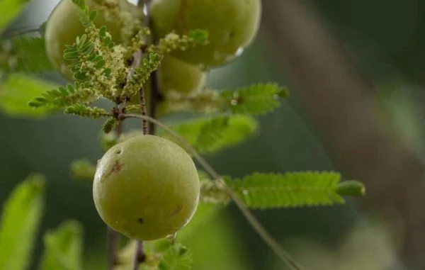 आंवला खाने की क्यों दी जाती है सलाह? जानें शरीर को मिलने वाले फायदे