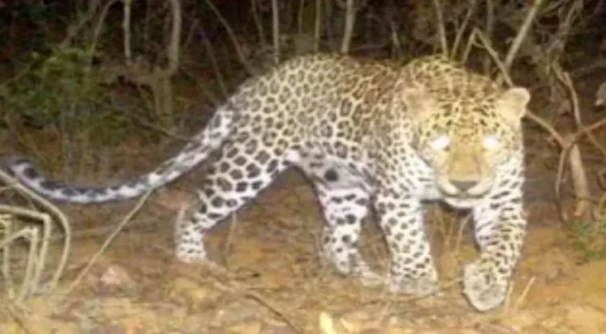 वाराणसी कैंट में तेंदुए की आशंका से दहशत, पिंजरा लगाया गया; ड्रोन से तलाश जारी, स्कूलों पर भी असर