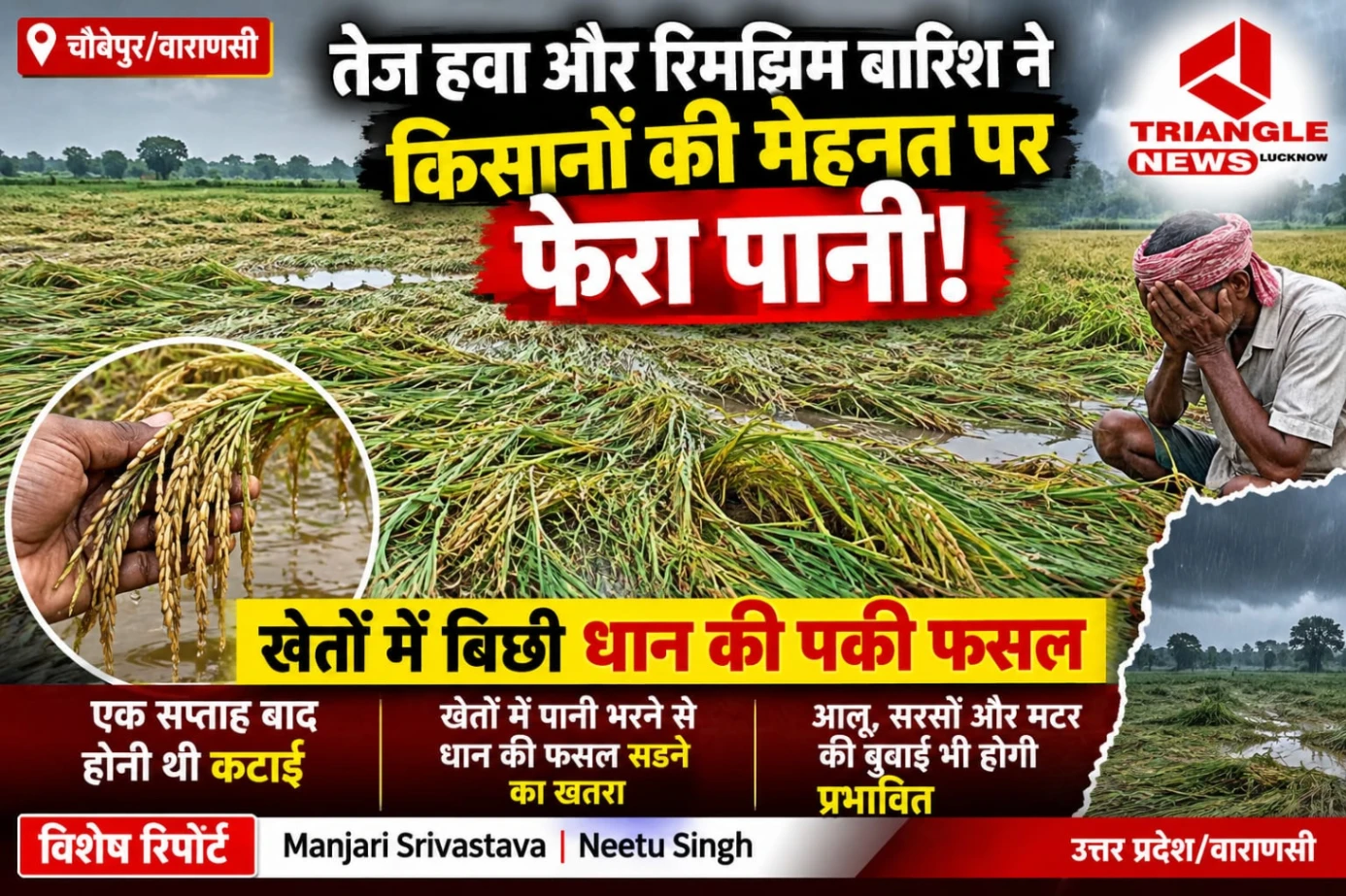 वाराणसी में बेमौसम बारिश से किसानों पर आफत! खेतों में बिछी धान की पकी फसल, लाखों की मेहनत पर संकट
